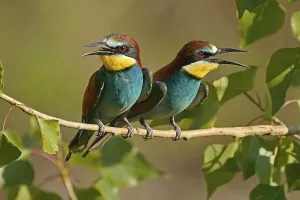 European Bee Eater Impressions: Bee-eater (Merops apiaster) sitting on a branch