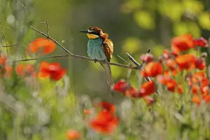 Deserted Tree Branches Germany Impressions: Bee-eater (Merops apiaster) sitting on a branch