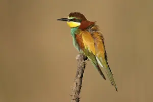European Bee Eater Impressions: Bee-eater (Merops apiaster) sitting on a branch