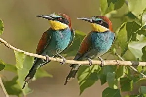 European Bee Eater Impressions: Bee-eater (Merops apiaster) sitting on a branch