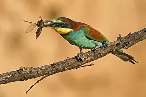 European Bee Eater Impressions: Bee-eater (Merops apiaster) sitting with insect on a branch