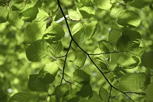 Deserted Beech Forest Scene Impressions: Beech branches