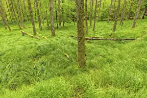 Empty European Landscapes Impressions: Beech forest with grass in spring