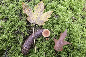 Maple Tree Leaves Impressions: Beech leaf (Acer pseudoplatanus)