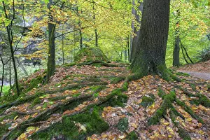Elbe Sandstone Mountains Landscape Impressions: Beech with powerful root system