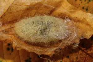 Caterpillar Development Impressions: Beech Redstart