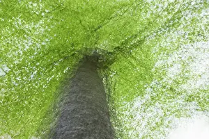 Springtime In Germany Impressions: Beech tree in spring, multiple exposure