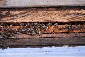 Wild Bee Conservation Impressions: Bees sitting on frames of honeycombs