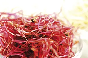 Red Beetroot Nutrition Impressions: Beet root seedlings