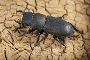 Lesser Stag Beetle Impressions: Beetle beetle, dorcus parallelipipedus