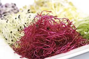 Beetroot Sprouts Impressions: Beetroot sprouts