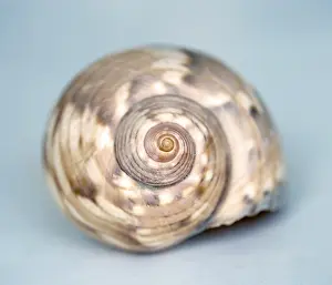 Bivalve Animal Impressions: A big shell