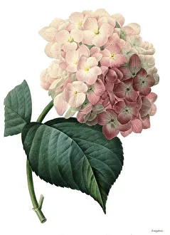 Hydrangea Macrophylla Impressions: Bigleaf hydrangea (Hydrangea macrophylla)
