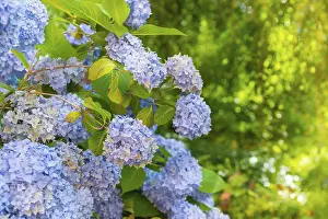 Hydrangea Macrophylla Impressions: Bigleaf hydrangea (Hydrangea macrophylla)
