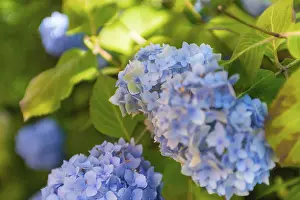Hydrangea Macrophylla Impressions: Bigleaf hydrangea (Hydrangea macrophylla)