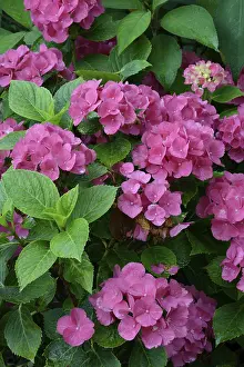 Bigleaf Hydrangea Impressions: Bigleaf Hydrangea (Hydrangea macrophylla)