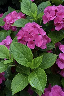 Bigleaf Hydrangea Impressions: Bigleaf Hydrangea (Hydrangea macrophylla)