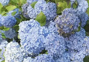 Summer Flowering Shrubs Impressions: Bigleaf hydrangea (Hydrangea macrophylla)