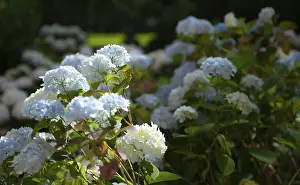 Hydrangea Macrophylla Impressions: Bigleaf hydrangea (Hydrangea macrophylla)