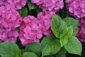 Deserted Garden Bloom Impressions: Bigleaf Hydrangea (Hydrangea macrophylla)