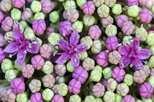 Southern Germany Botany Impressions: Bigleaf Hydrangea (Hydrangea macrophylla)