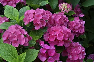 Pink Flowering Plant Impressions: Bigleaf Hydrangea (Hydrangea macrophylla)