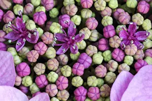 Central Europe Blossoms Impressions: Bigleaf Hydrangea (Hydrangea macrophylla)