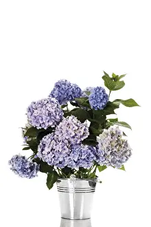 Flowering Plant Impressions: Bigleaf Hydrangea (Hydrangea macrophylla)