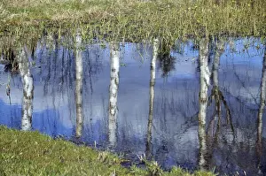 Deciduous Tree Landscape Impressions: Birch, birch, tree, trees, reflection