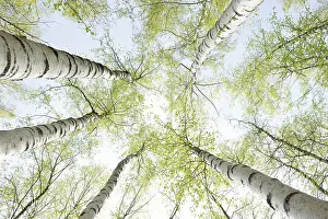 Birch Trees In Spring Impressions: Birch trees in spring, frog perspective