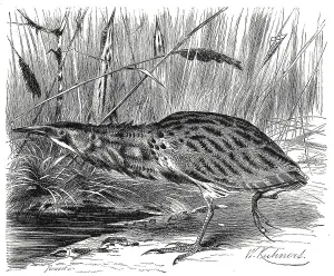 Historical Animal Depictions Impressions: Bird, eurasian bittern (Botaurus stellaris)