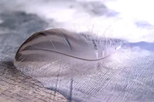 Empty Studio Background Photo Impressions: Bird feather on a document