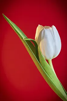 Deserted Garden Impressions: Bl