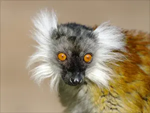 United Kingdom Travel Photography Impressions: Black Lemur (Eulemur macaco), Dudley Zoo
