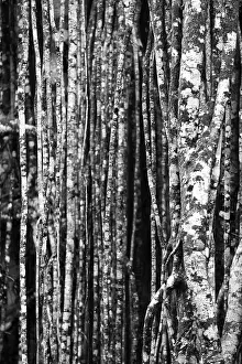 Deserted Jungle Landscape Impressions: Black and white, structure, pattern