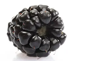 European Blueberry Impressions: Blackberry