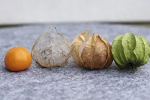 Physalis Fruit Impressions: Bladder cherry (Phyalis), fruit