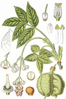 Historic Medicinal Plants Impressions: Bladdernut (Staphylea pinnata)
