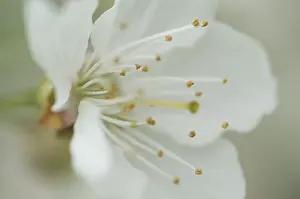 White Flower Details Impressions: Bloom
