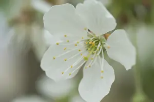 Impression encadrée : Bloom