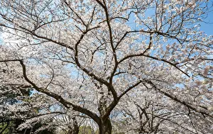 Japanese Cherry Blossoms Impressions: Blooming cherry tree in spring