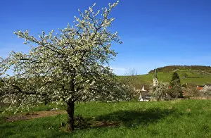 Black Forest Scenery Impressions: Blossoming cherry tree, Ebringen