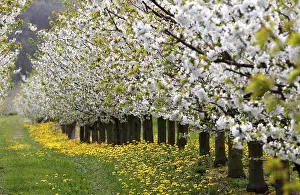 German Cherry Blossom Trees Impressions: Blossoming cherry trees, Thuringia