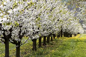 Deserted Orchard Scene Impressions: Blossoming cherry trees, Thuringia