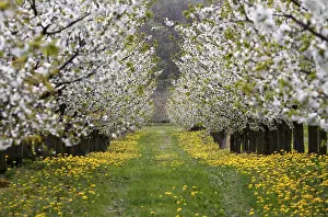 Thuringia Germany Impressions: Blossoming cherry trees, Thuringia