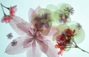 In Flower Images Impressions: Blossoms
