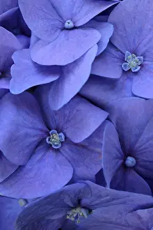 Close Up Blue Flowers Impressions: Blue bigleaf hydrangea (Hydrangea macrophylla)
