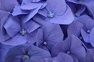 Close Up Flower Detail Impressions: Blue bigleaf hydrangea (Hydrangea macrophylla)