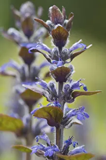 Blue Bugle Plant Impressions: Blue bugle, Bugleherb, Bugleweed