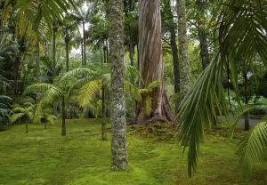 Botanical Garden Portugal Impressions: Blue Eucalyptus, also Common Eucalyptus